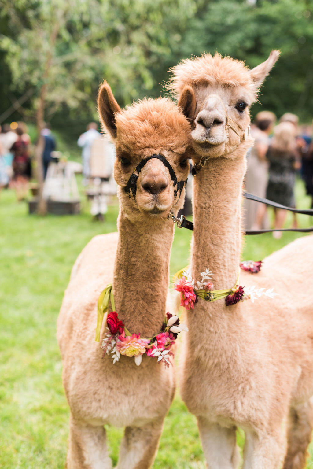 llamas with flower crowns at your wedding! - Pearl Weddings &amp; Events