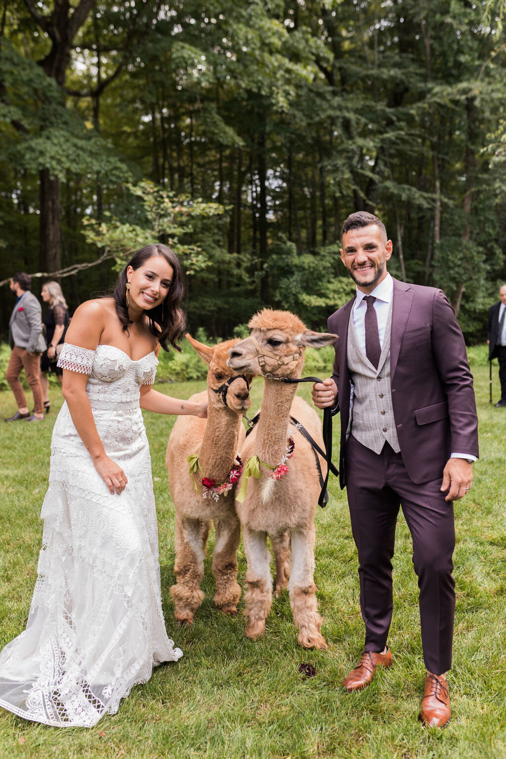 Bride and Groom with llamas at their wedding! - Pearl Weddings &amp; Events